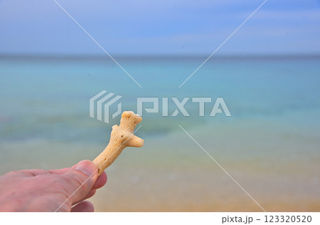 《沖縄県》沖縄のビーチで見つけたサンゴのかけら 《沖縄県》沖縄のビーチで見つけたサンゴのかけら 123320520