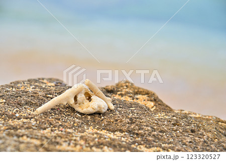 《沖縄県》沖縄のビーチで見つけたサンゴのかけら 123320527
