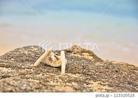 《沖縄県》沖縄のビーチで見つけたサンゴのかけら 123320528