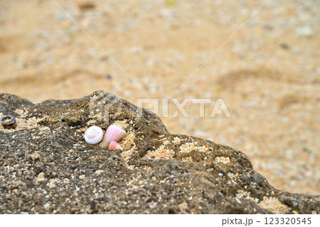 《沖縄県》沖縄のビーチで見つけたサンゴのかけら 123320545