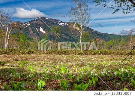ミズバショウ咲く竜宮付近の尾瀬ヶ原から見る残雪の至仏山 123320807