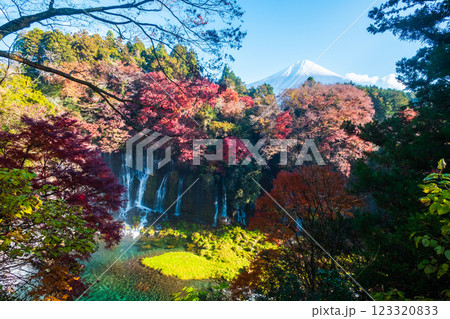 白糸の滝と富士山(秋) 白糸の滝と富士山(秋) 123320833