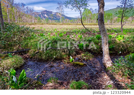 ミズバショウ咲く竜宮付近の流れと残雪の至仏山 123320944