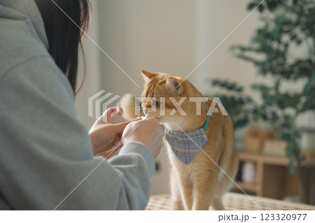 pet care concept with british cat relax and eat food in living room 123320977