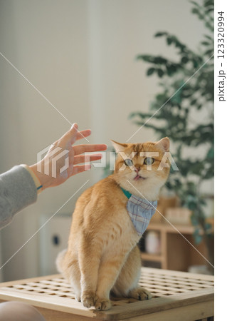 pet care concept with british cat relax and eat food in living room 123320994