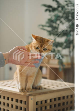 pet care concept with british cat relax and eat food in living room pet care concept with british cat relax and eat food in living room 123320995