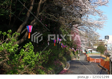 飛鳥山公園：飛鳥の小径の桜並木（東京都北区王子） 123321299