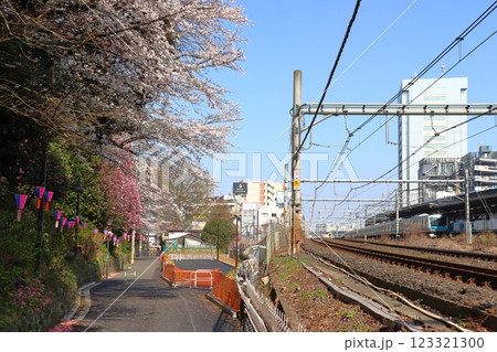 飛鳥山公園:飛鳥の小径の桜並木(東京都北区王子) 飛鳥山公園:飛鳥の小径の桜並木(東京都北区王子) 123321300