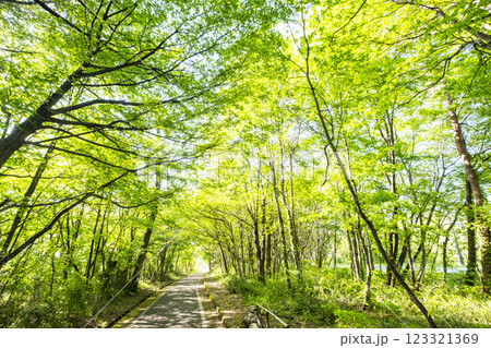 新緑・初夏のサイクリングイメージ　（蒜山高原） 123321369
