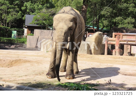 広島市安佐動物公園のマルミミゾウのメイ 広島市安佐動物公園のマルミミゾウのメイ 123321725