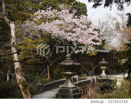 曼殊院門跡　弁天堂（辨財天）さくら 123322258