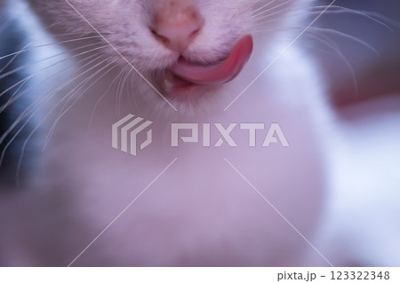 ペロリ　子猫の舌鼓  123322348