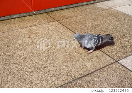 石畳を歩く鳩 石畳を歩く鳩 123322456