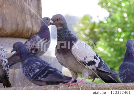 寺院にいる鳩 123322461