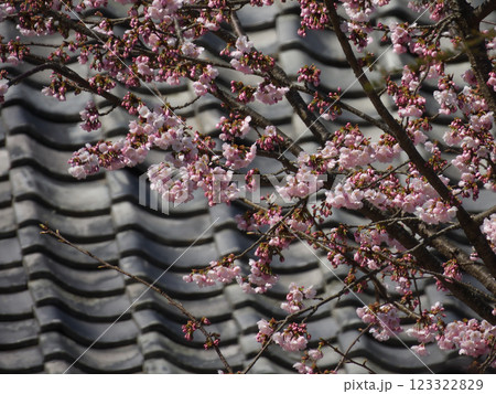 虚空蔵法輪寺　本堂と桜 123322829