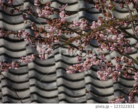 虚空蔵法輪寺 本堂と桜 虚空蔵法輪寺 本堂と桜 123322831