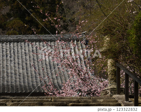 虚空蔵法輪寺　本堂と桜 123322832