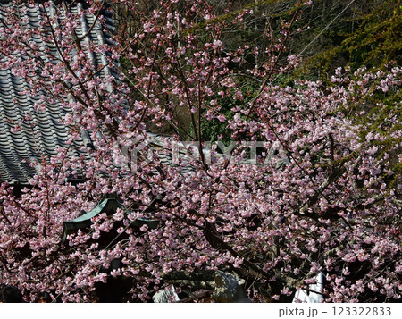 虚空蔵法輪寺　本堂と桜 123322833