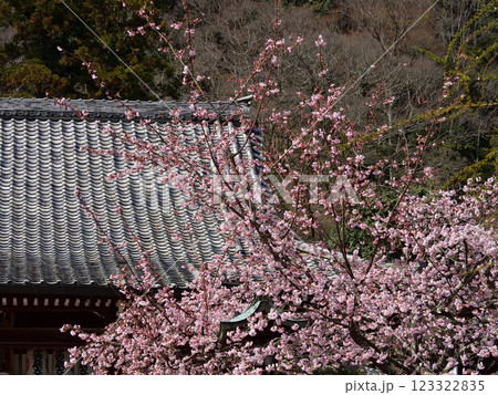 虚空蔵法輪寺　本堂と桜 123322835