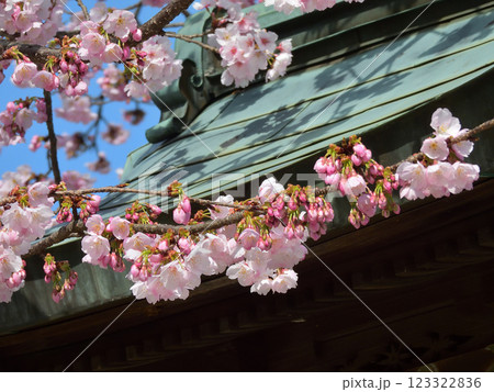 虚空蔵法輪寺 本堂と桜 虚空蔵法輪寺 本堂と桜 123322836