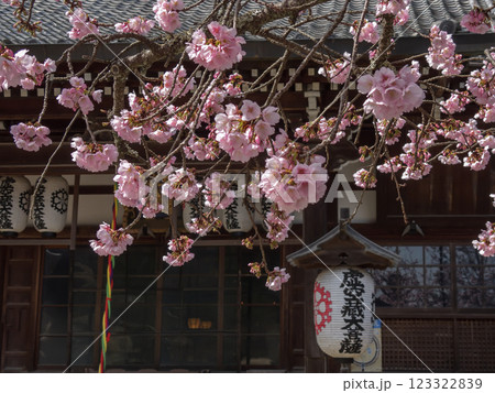 虚空蔵法輪寺 本堂と桜 虚空蔵法輪寺 本堂と桜 123322839
