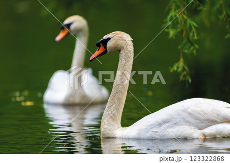 Couple mute swan. Cygnets on summer day in calm water. Bird in the nature habitat 123322868
