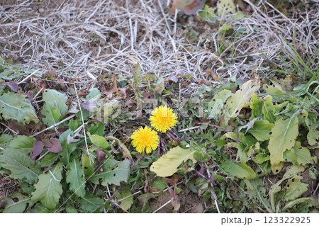 田んぼの畦に咲くタンポポ 123322925