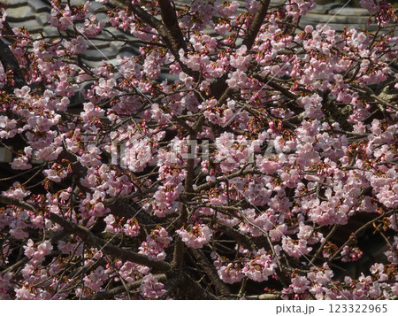 虚空蔵法輪寺　さくら 123322965