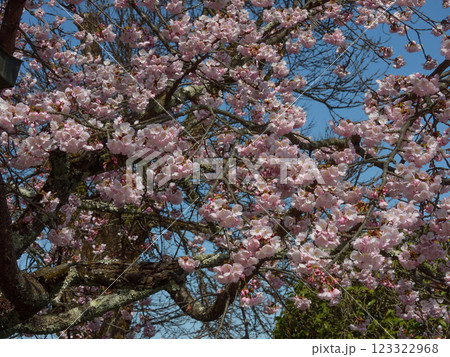 虚空蔵法輪寺　さくら 123322968