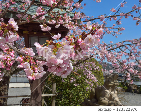 虚空蔵法輪寺 さくら 虚空蔵法輪寺 さくら 123322970