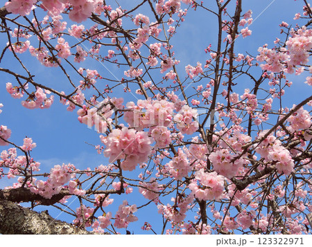 虚空蔵法輪寺　さくら 123322971