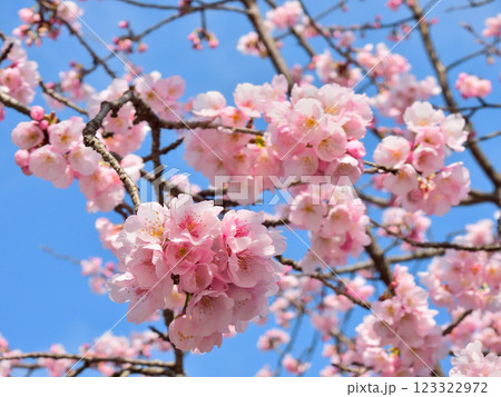 虚空蔵法輪寺　さくら 123322972