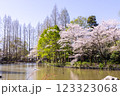 公園で満開の桜 123323068