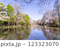 水面に映る満開の桜 123323070