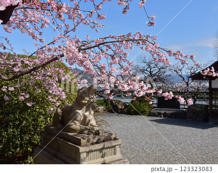 虚空蔵法輪寺 桜と狛虎 虚空蔵法輪寺 桜と狛虎 123323083