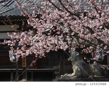 虚空蔵法輪寺 桜と狛虎 虚空蔵法輪寺 桜と狛虎 123323088