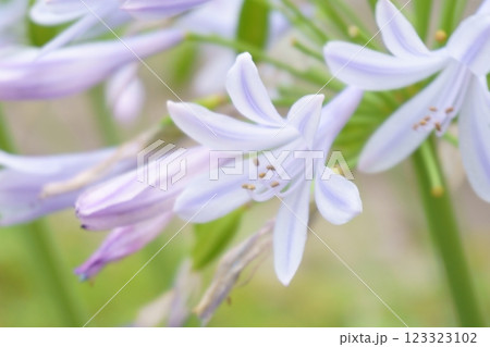 薄紫のアガパンサスの花 123323102
