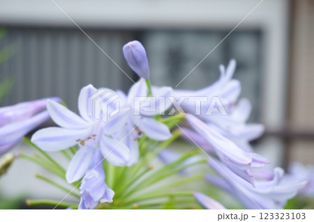 薄紫の花　アガパンサス 123323103