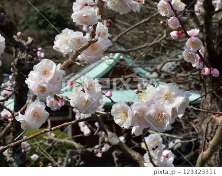 虚空蔵法輪寺　梅花 123323311