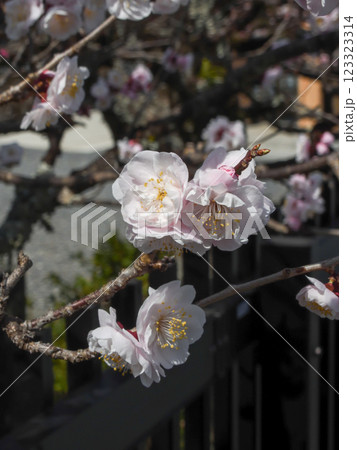 虚空蔵法輪寺　梅花 123323314