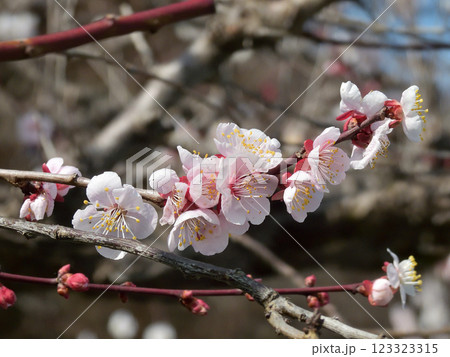 虚空蔵法輪寺 梅花 虚空蔵法輪寺 梅花 123323315