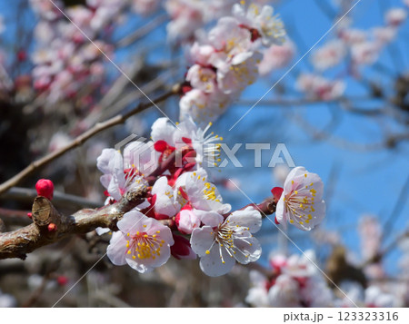 虚空蔵法輪寺　梅花 123323316