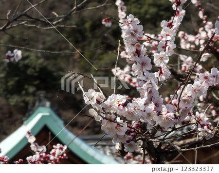 虚空蔵法輪寺　梅花 123323317