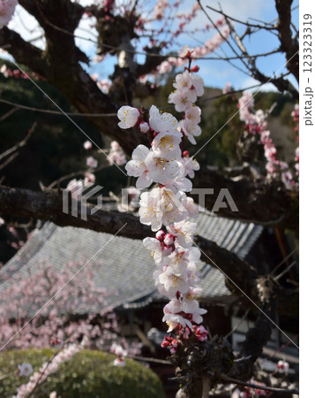 虚空蔵法輪寺　梅花 123323319