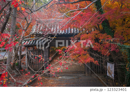 【徳島県】丈六寺の紅葉　 123323401