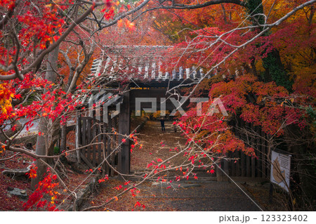 【徳島県】丈六寺の紅葉　 123323402