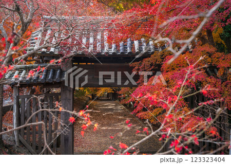 【徳島県】丈六寺の紅葉 【徳島県】丈六寺の紅葉 123323404