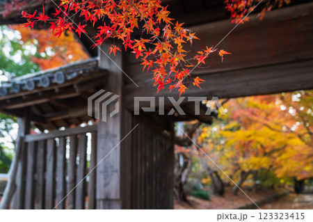 【徳島県】丈六寺の紅葉　 123323415