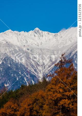 冠雪の中央アルプス宝剣岳と冬枯れのカラマツ 123323556