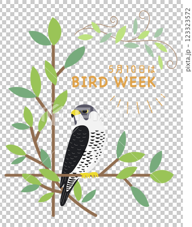 愛鳥週, 遊隼, 鷹, 租賃, 野生鳥類, 鳥 123323572